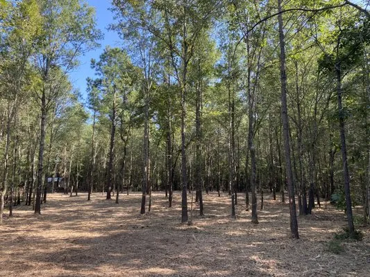 AB Land Clearing