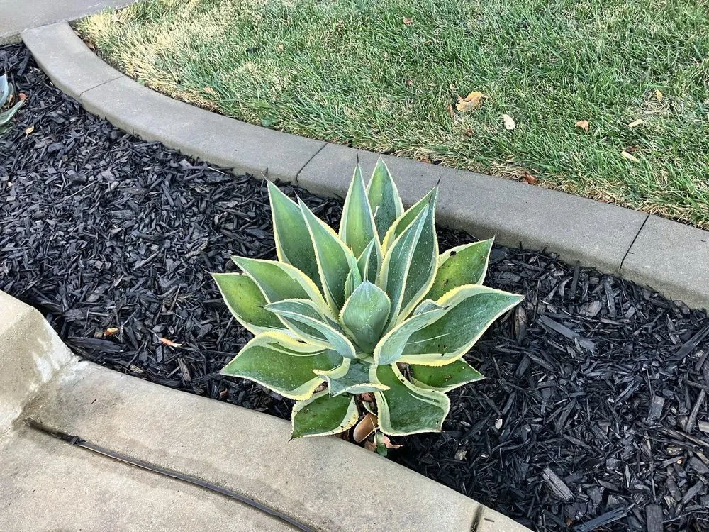 Trusted landscape installation experts serving Sacramento, CA - A&B Landscape Service