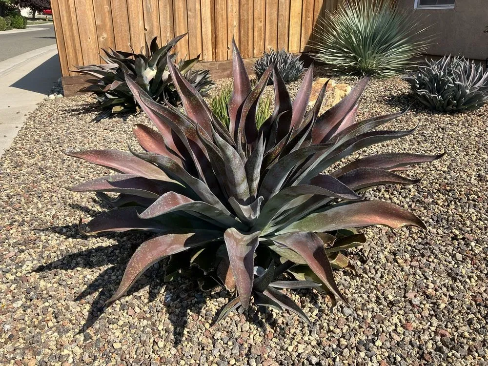 Top-rated residential landscaping in Sacramento, CA by A&B Landscape Service