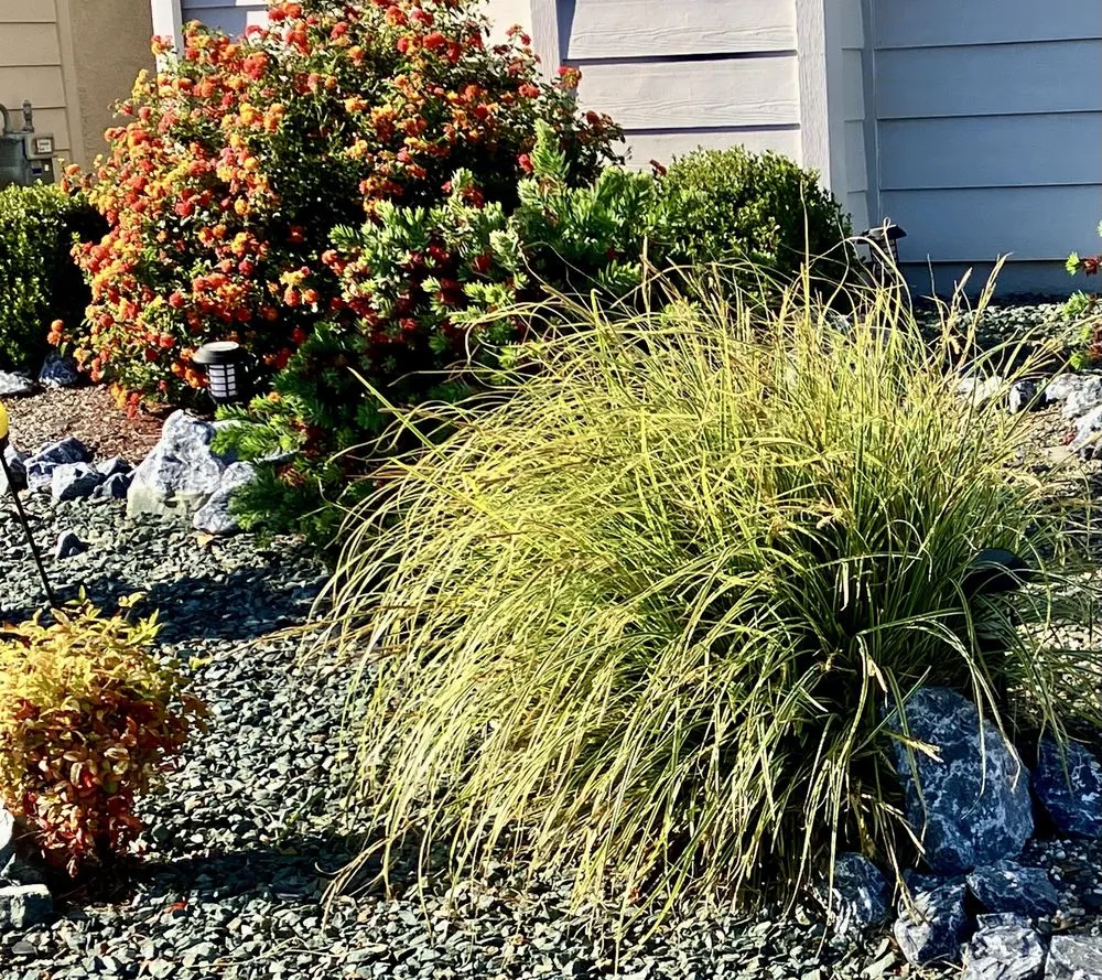 Trusted yard maintenance in Sacramento, CA by A&B Landscape Service
