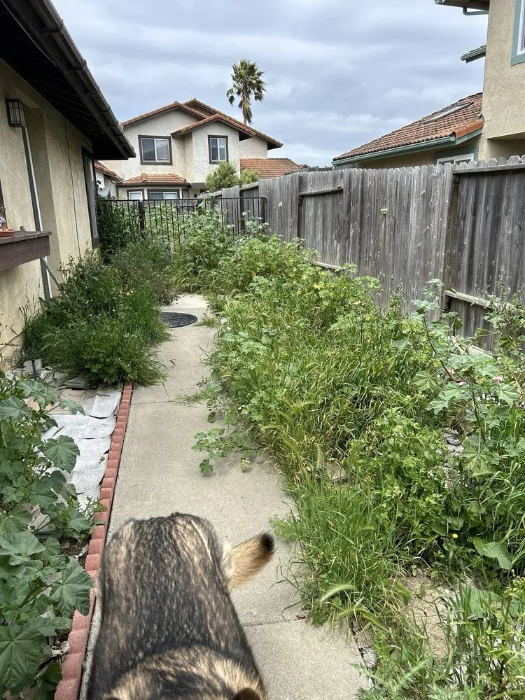 Reliable lawn mowing service near you across Santa Barbara, CA - AB Landscapes