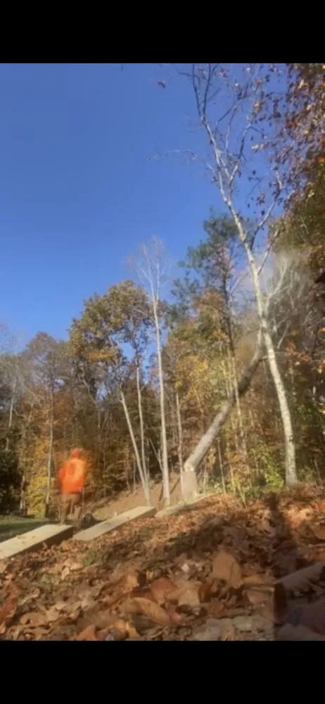 Reliable yard cleanup service in Greensboro, NC - A&B Lawn & Tree