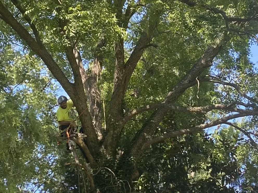 Expert yard maintenance experts serving Greensboro, NC - A&B Lawn & Tree