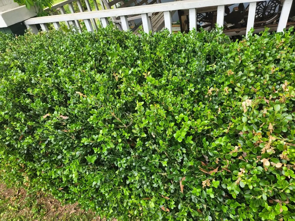 Reliable landscape installation in Piedmont, AL - A&B lawn Care & Maintenance