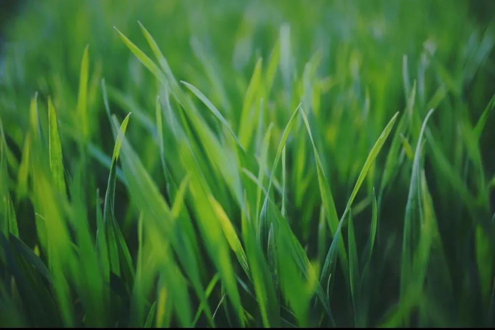 Custom yard cleanup service for residential properties in Odessa, TX by A&B Lawn Mowing