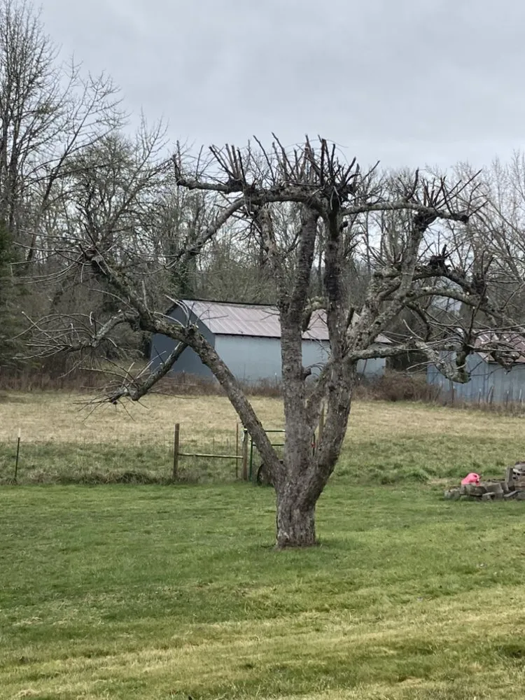 Affordable lawn care service in Creswell, OR by A&B Lawncare Service