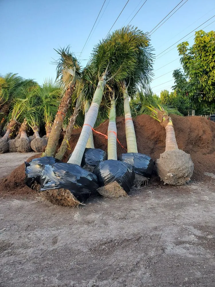 Professional lawn mowing service in Homestead, FL by A&B Nursery And Landscaping Inc