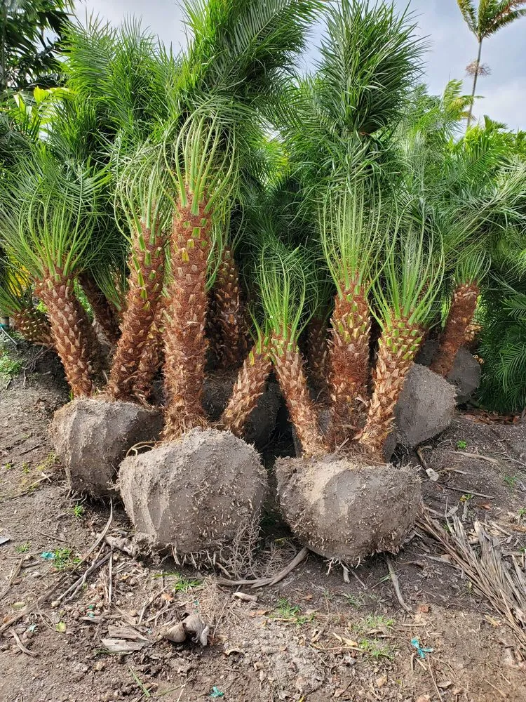 Trusted landscaping services near you in Homestead, FL by A&B Nursery And Landscaping Inc