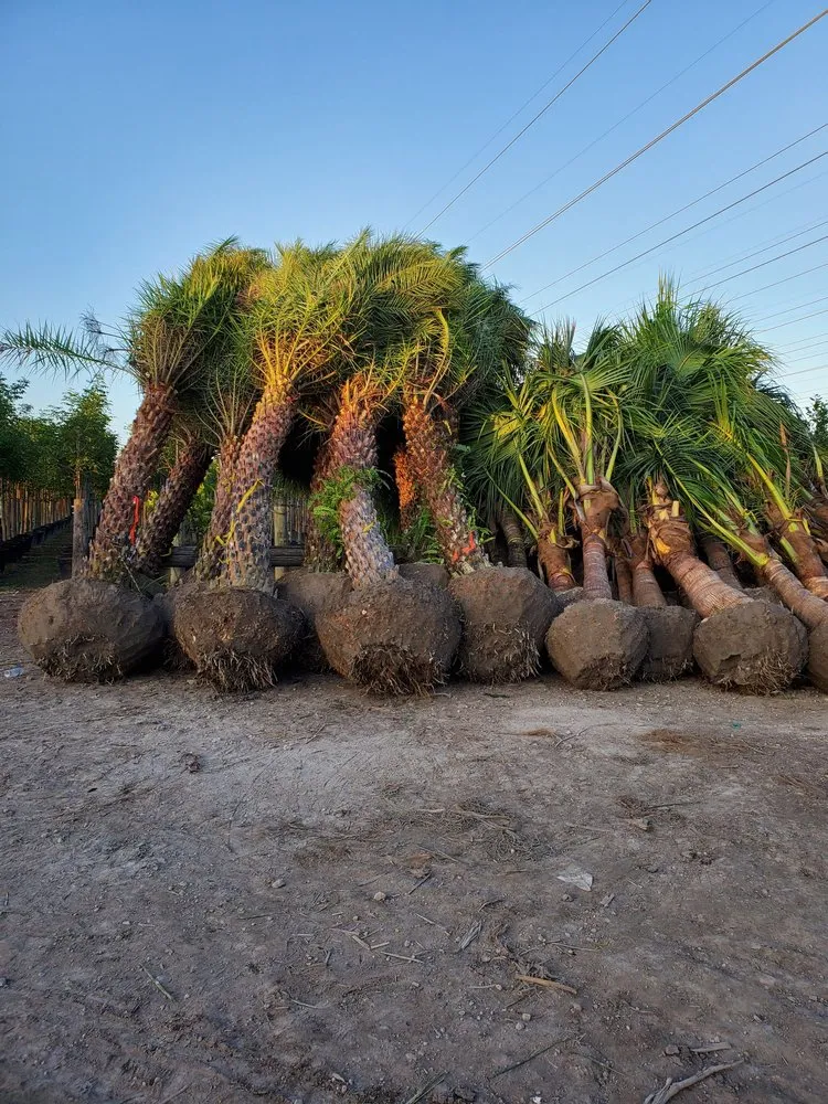 Affordable landscape design with custom design in Homestead, FL by A&B Nursery And Landscaping Inc