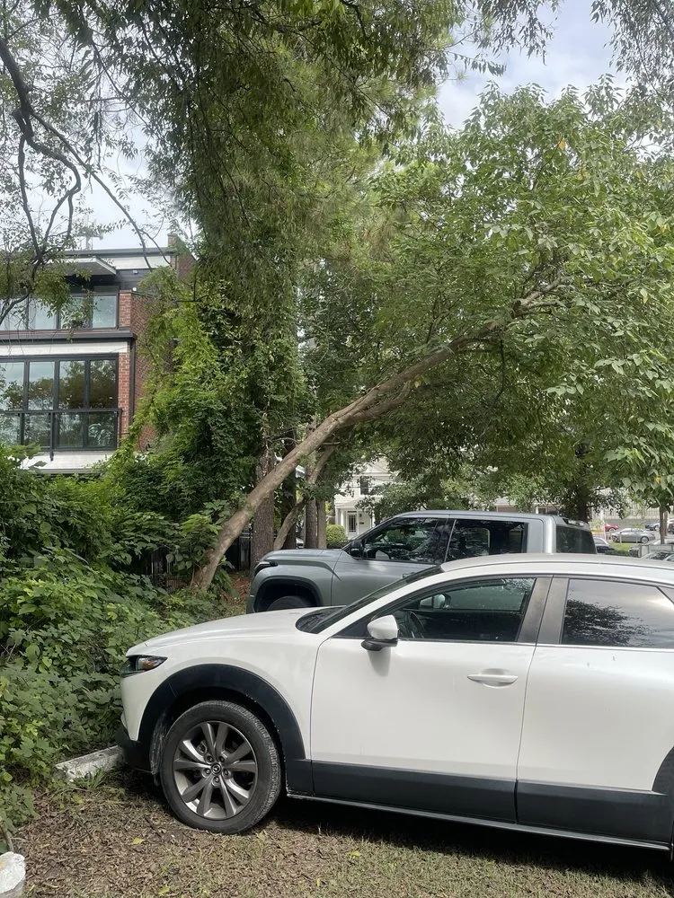 Trusted lawn care service in Raleigh, NC - Ab Tree Service