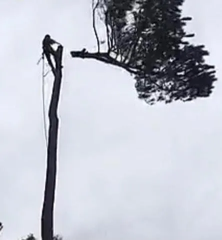 Trusted landscape design experts serving Raleigh, NC - Ab Tree Service