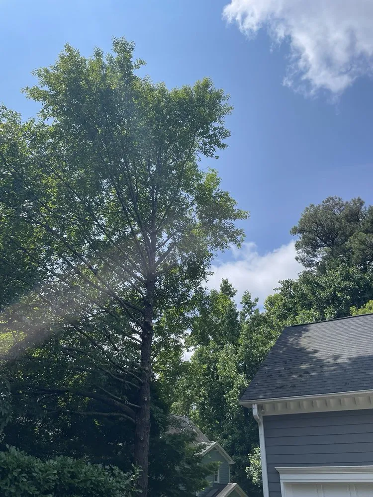 Professional lawn care service experts serving Raleigh, NC - Ab Tree Service