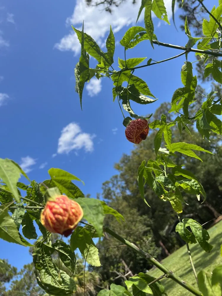 Top-rated yard cleanup service in Palm Bay, FL by Abaco Lawn Care