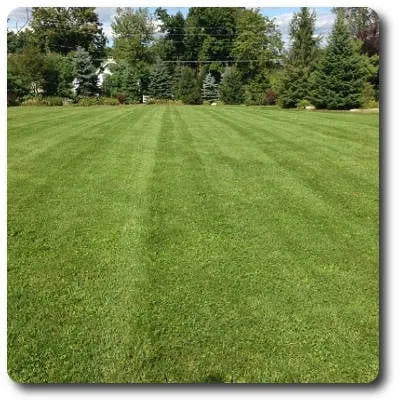 Local yard maintenance experts serving Palm Bay, FL - Abaco Lawn Care