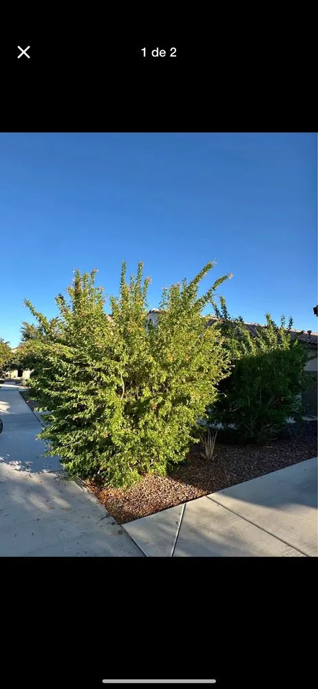 Expert landscape installation in Buckeye, AZ by Abarca landscamping