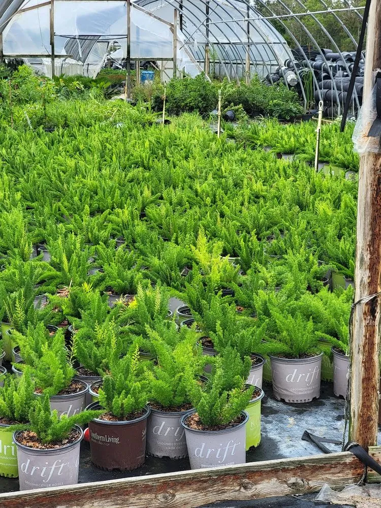 Reliable lawn care service experts serving Santa Fe, TX - ABASK Services