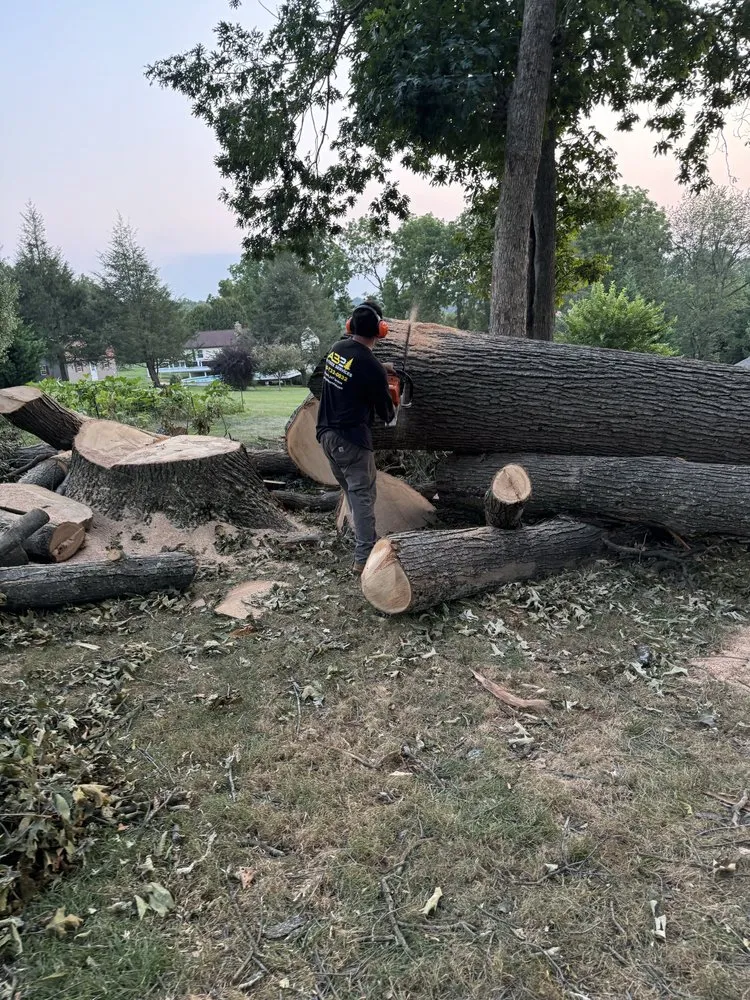 Professional yard maintenance for homes in Coatesville, PA by ABB Tree Services