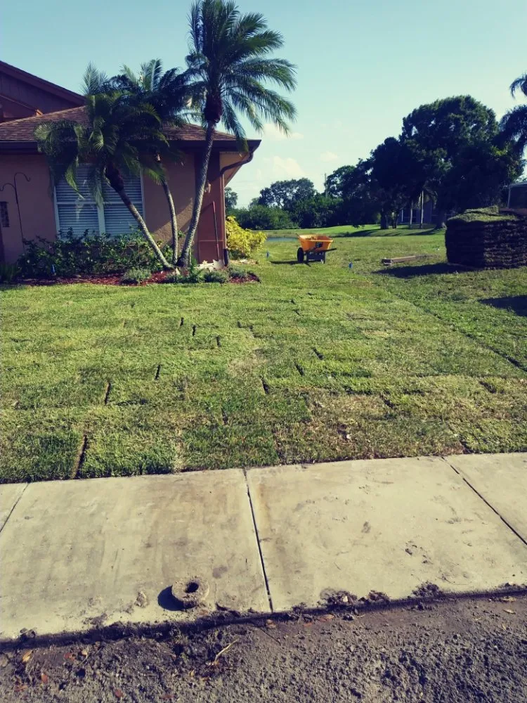 Professional yard cleanup service for residential properties in Clearwater, FL by Abba Agapa Tree And Landscaping Expert