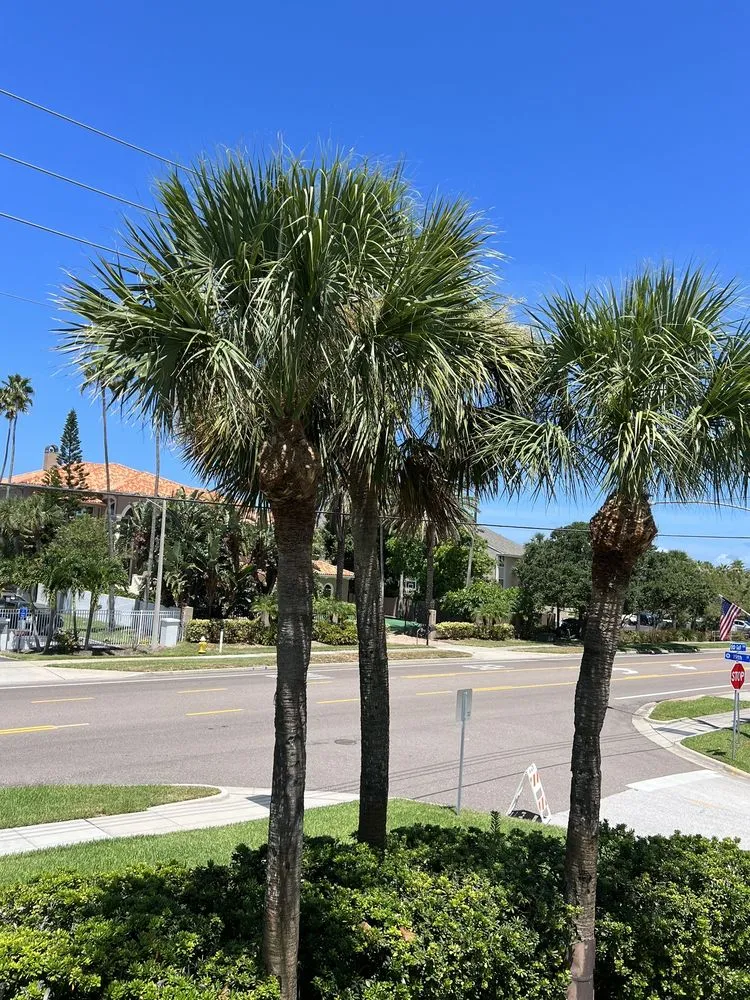 Top-rated landscape design in Clearwater, FL - Abba Agapa Tree And Landscaping Expert