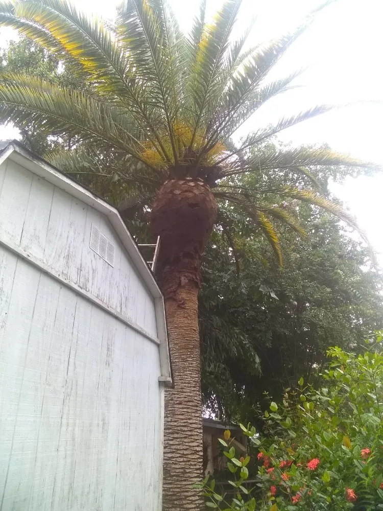 Trusted yard maintenance experts serving Clearwater, FL - Abba Agapa Tree And Landscaping Expert