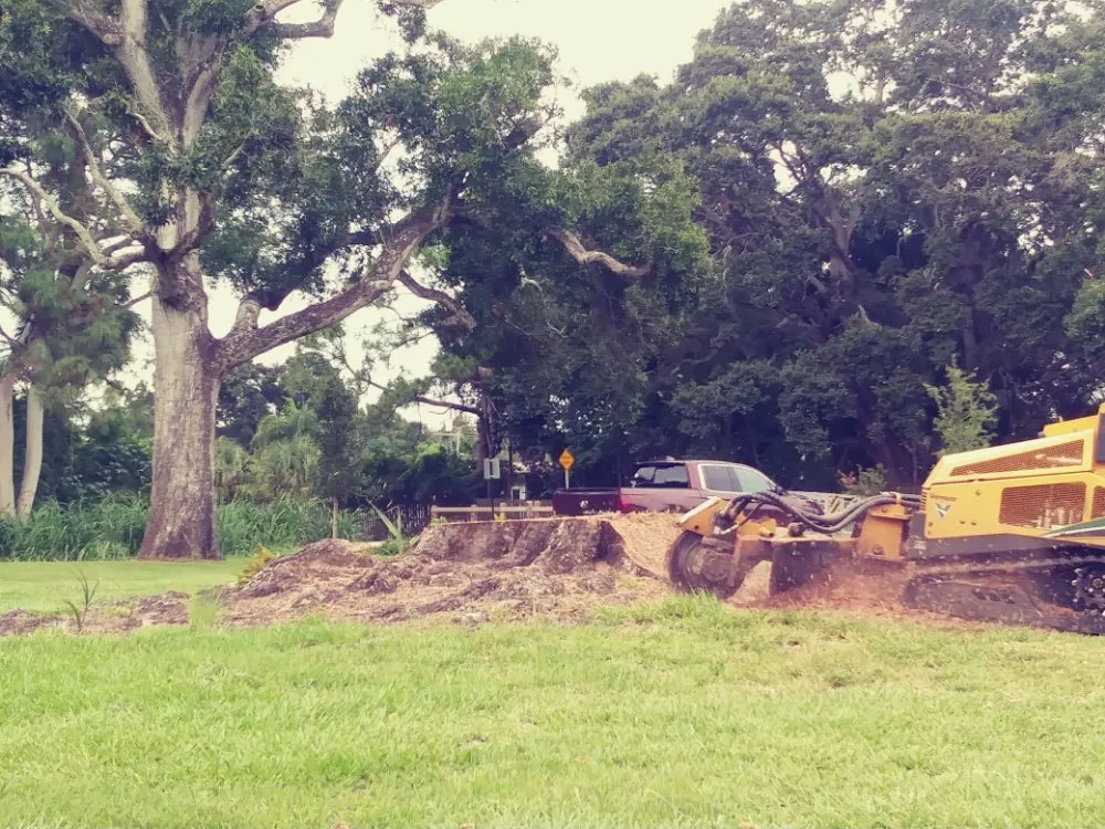 Professional landscaping services in Clearwater, FL - Abba Agapa Tree And Landscaping Expert