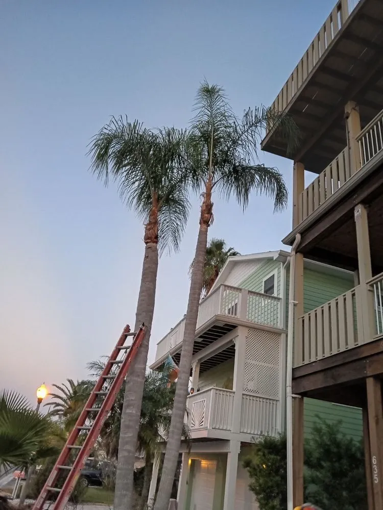 Affordable yard cleanup service in Clearwater, FL - Abba Agapa Tree And Landscaping Expert