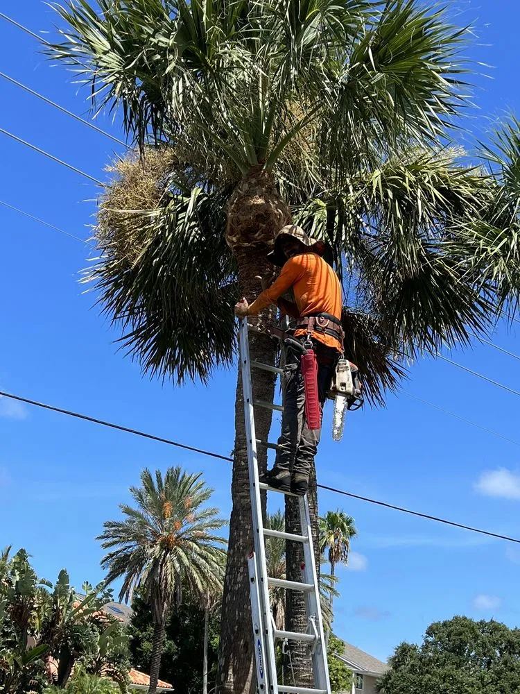 Reliable yard cleanup service experts serving Clearwater, FL - Abba Agapa Tree And Landscaping Expert