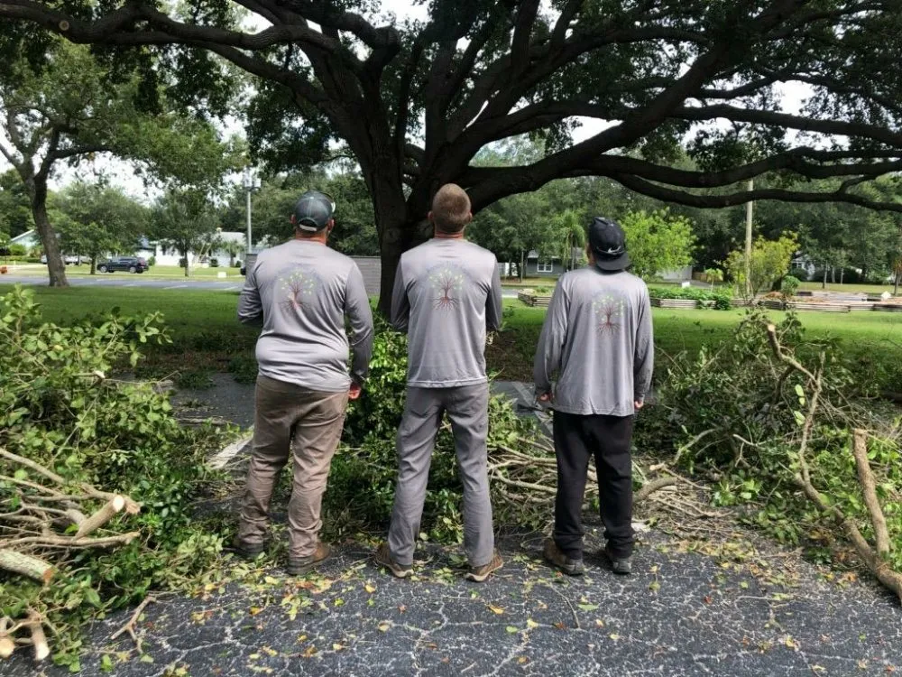 Custom landscaping services in Clearwater, FL - Abba Agapa Tree And Landscaping Expert