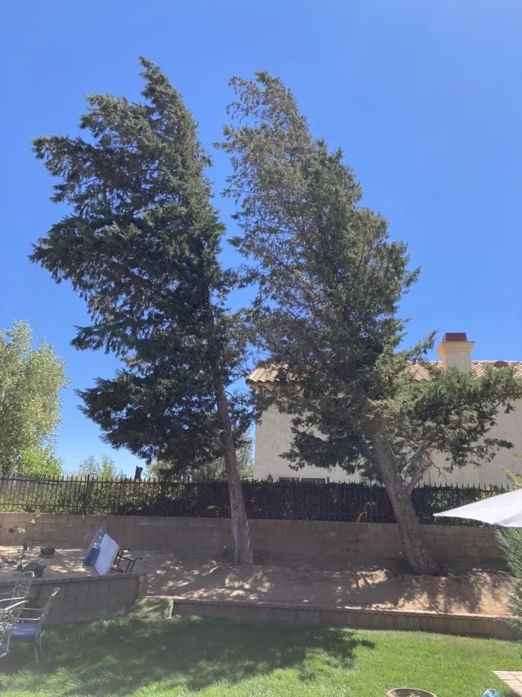 Affordable landscape installation for year-round maintenance across Lake Los Angeles, CA - Abba Dabba Yard Restoration