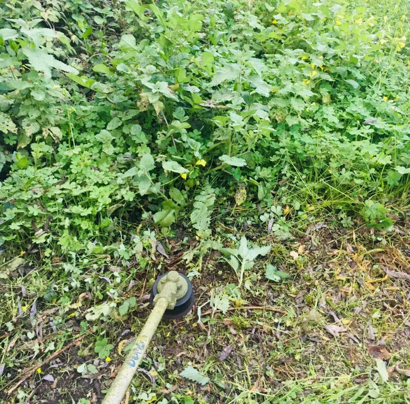 Expert lawn care service in Salinas, CA - Abba Landscaping Maintenance