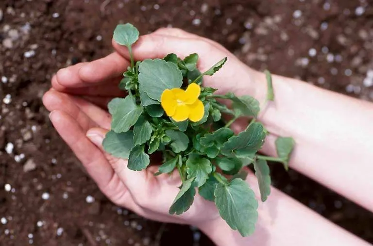 Professional lawn care service with custom design across Bernardsville, NJ - Abbondanzos Landscape & Design