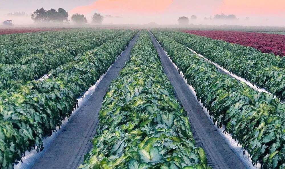 Affordable yard cleanup service in Dallas, TX by Abbott-Ipco