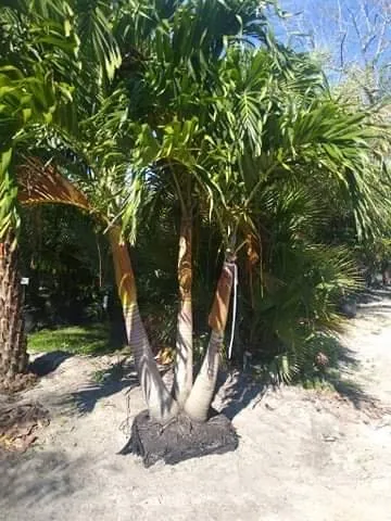 Top-rated lawn mowing service in Altamonte Springs, FL by Abbott Lawn Care