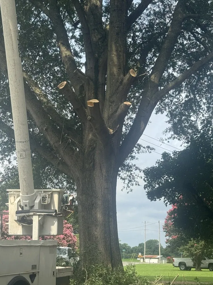 Expert yard maintenance for beautiful yards across Weems, VA - Abbott’s Tree Service & Excavation
