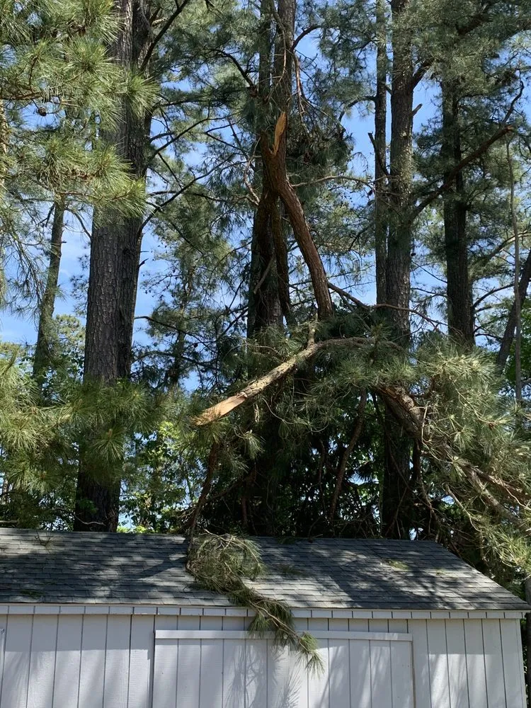Trusted lawn care service in Weems, VA - Abbott’s Tree Service & Excavation