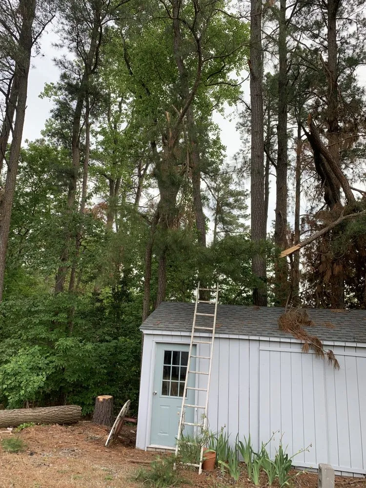 Top-rated yard cleanup service in Weems, VA - Abbott’s Tree Service & Excavation