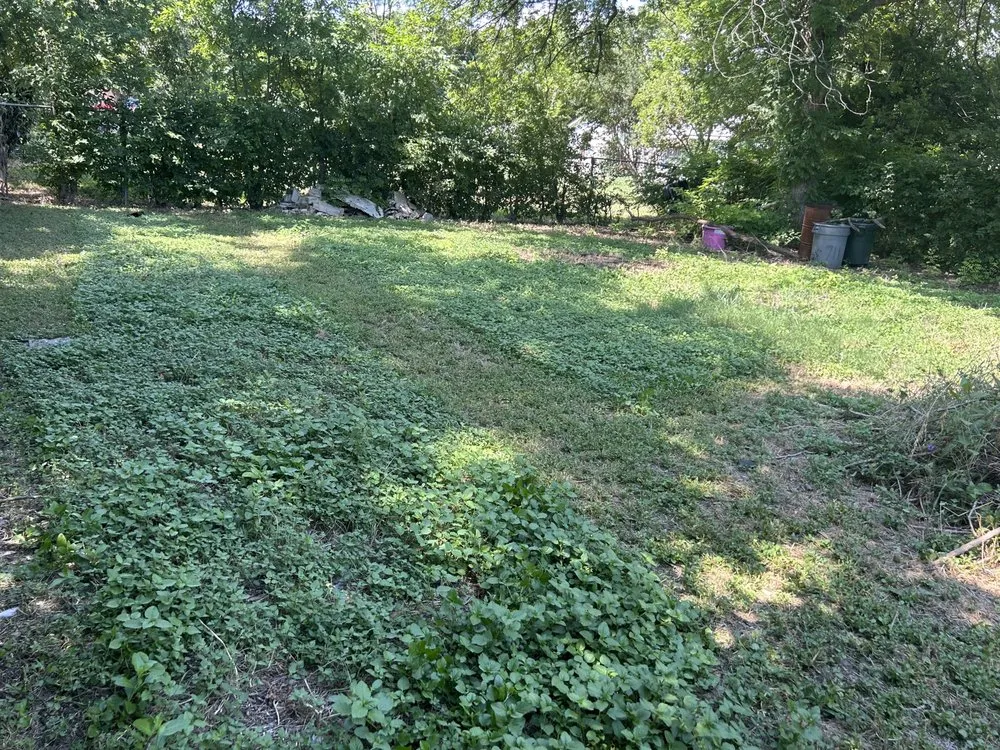 Professional yard cleanup service in San Antonio, TX - Abby & Mike Landscaping