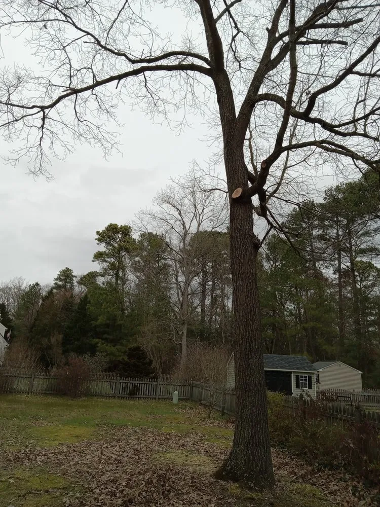 Professional landscaping services experts serving Gordonsville, VA - Abbys Dads Tree and Landscaping