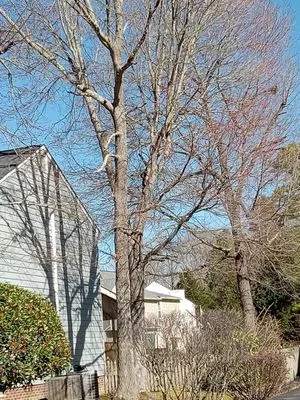 Abbys Dads Tree and Landscaping