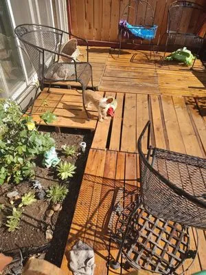 ABC 123 Cleaning And More Logo