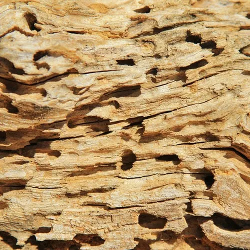 Reliable landscaping services in Houston, TX - ABC Home & Commercial Services