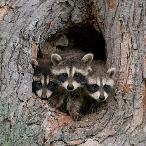 Affordable residential landscaping in Houston, TX - ABC Home & Commercial Services