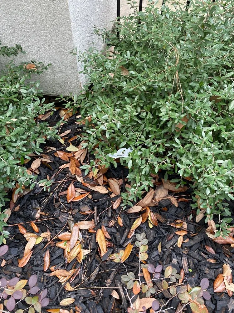 Affordable garden landscaping in Houston, TX - ABC Home & Commercial Services