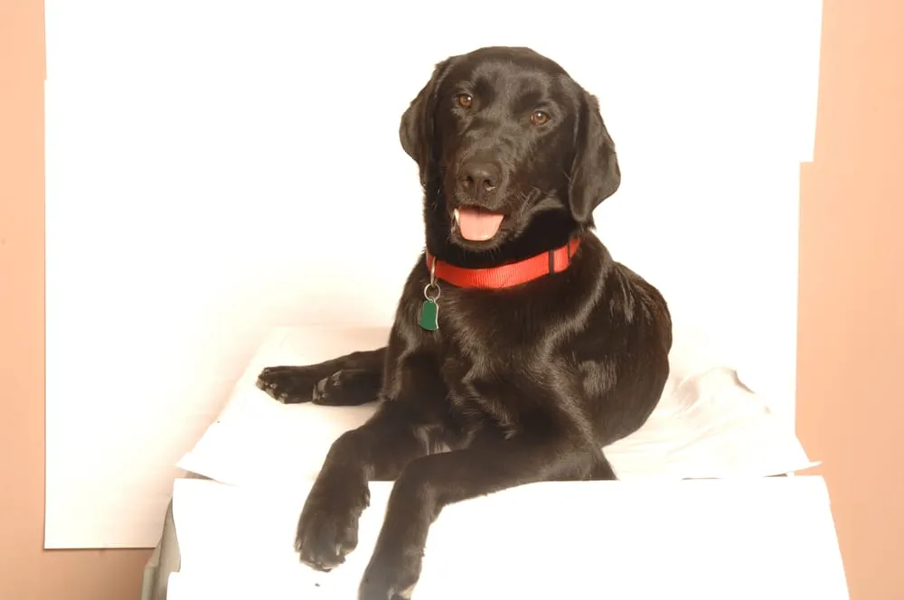 Trusted landscape installation experts serving Houston, TX - ABC Home & Commercial Services