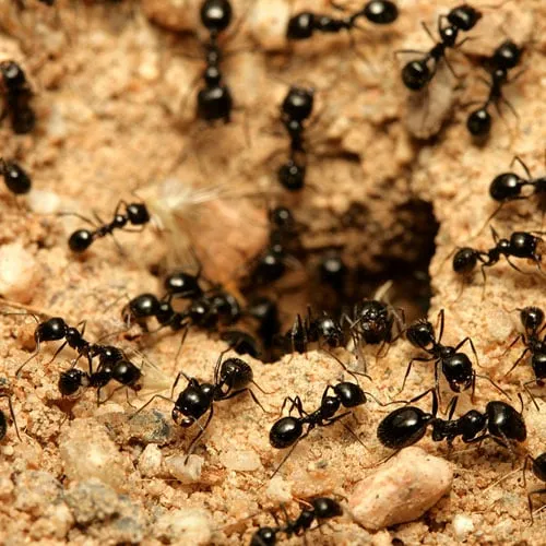 Reliable outdoor landscaping experts serving Houston, TX - ABC Home & Commercial Services