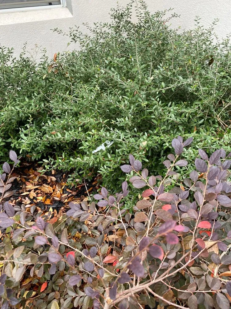 Local landscape design experts serving Houston, TX - ABC Home & Commercial Services