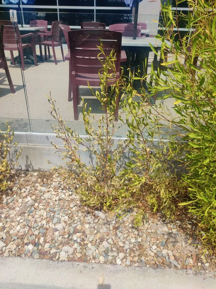 Trusted outdoor landscaping for homes across Gilbert, AZ - ABC Landscaping