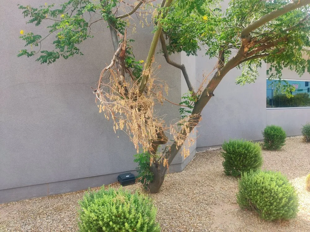 Affordable landscape design in Gilbert, AZ by ABC Landscaping