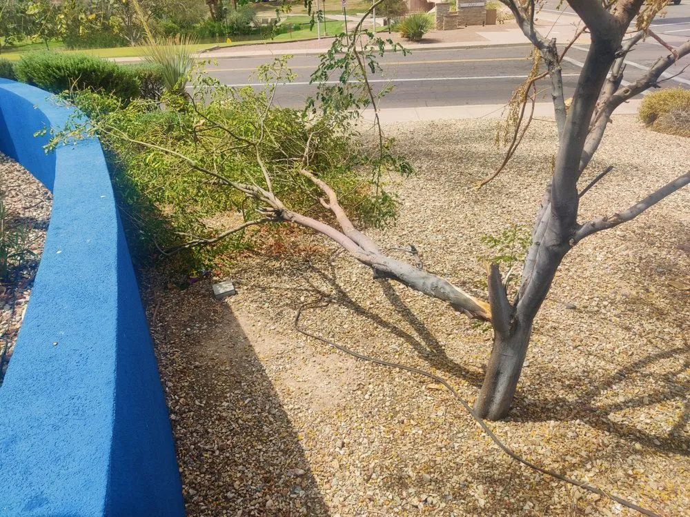 Top-rated lawn mowing service in Gilbert, AZ by ABC Landscaping