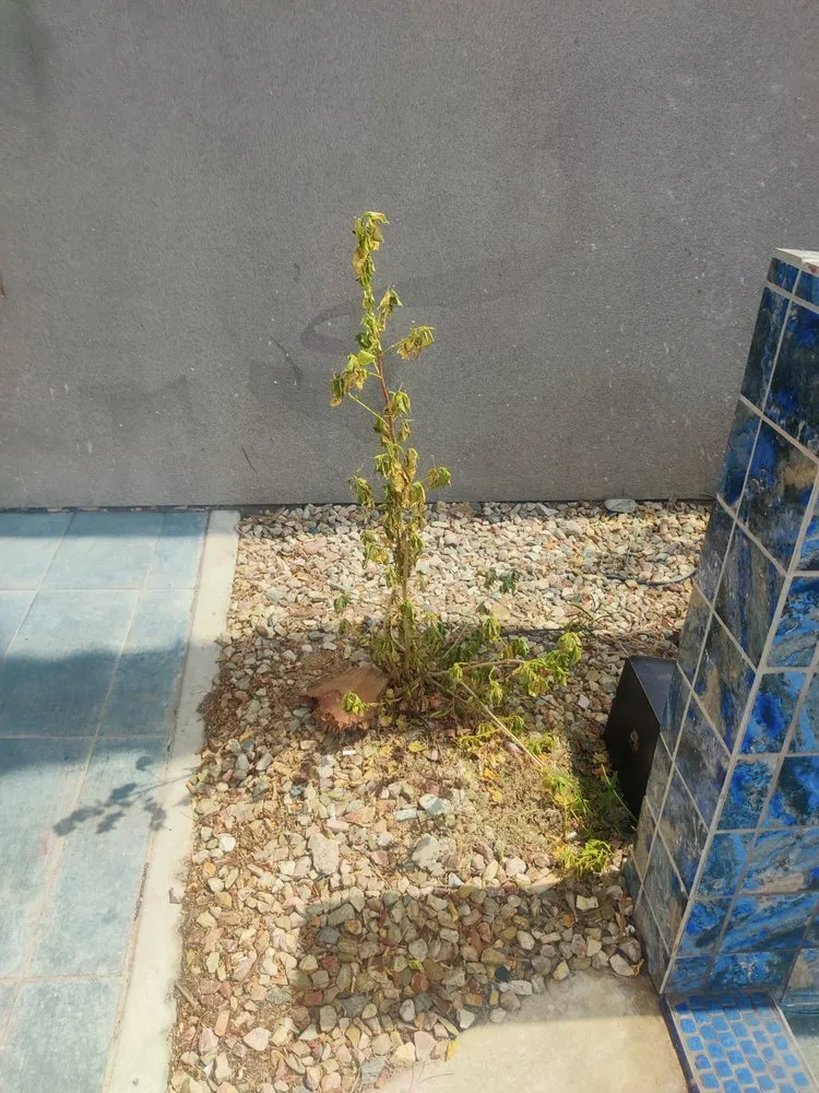 Professional landscaping services near you across Gilbert, AZ - ABC Landscaping